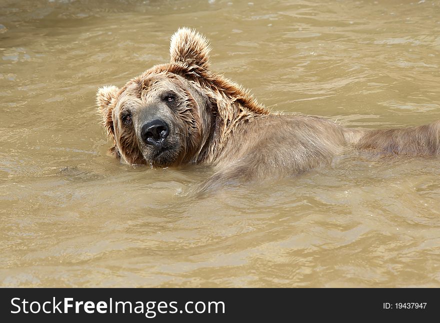 Brown Bear swimming in a pond