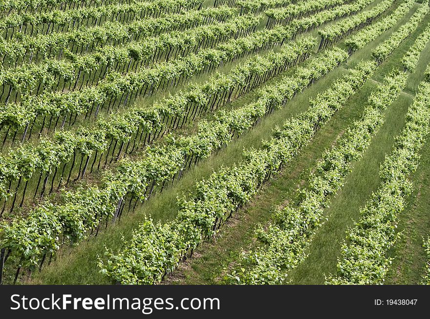 Detail of a vineyard with all the plants,seen as a background or a texture. Detail of a vineyard with all the plants,seen as a background or a texture