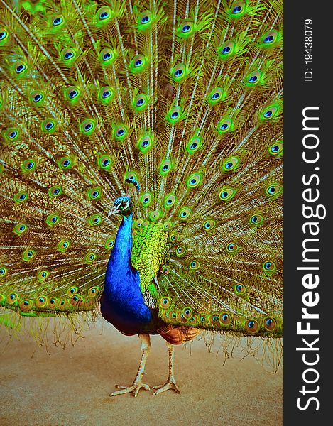 Magnificent peacock on a ground