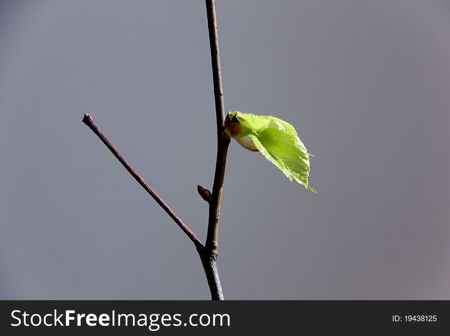 First leaf in early spring on a gray background