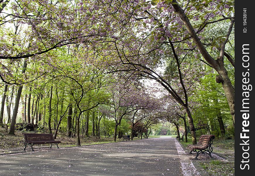 Tree-lined road in a public garden