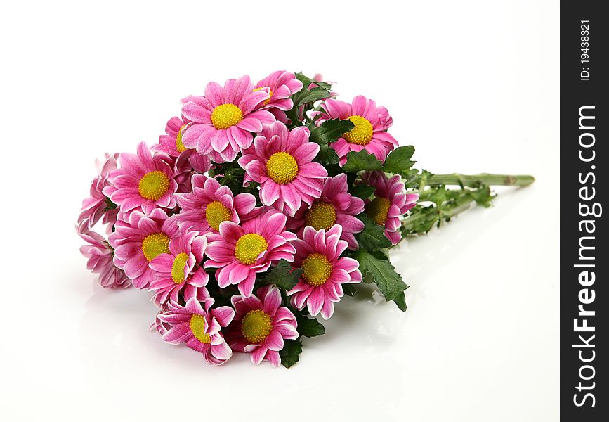 Pink flowers on a white background