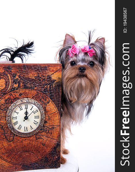 Portrait of the yorkshire terrier and watch