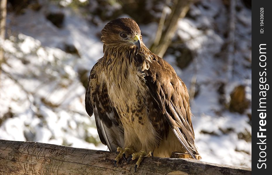 The eagle is preparing to fly. Background is snowy