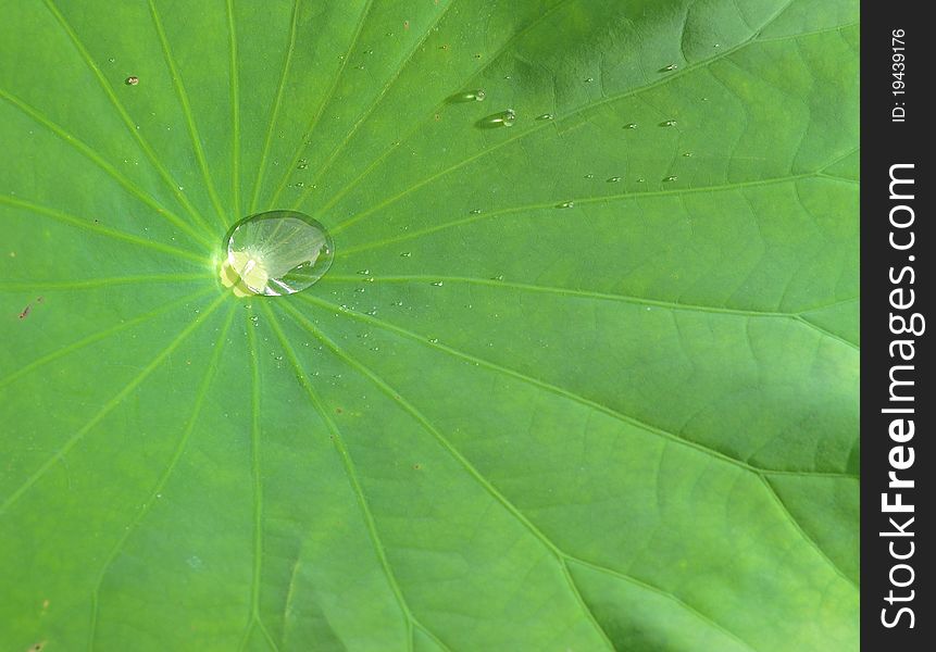 Water drops on green lotus leaf. Water drops on green lotus leaf.