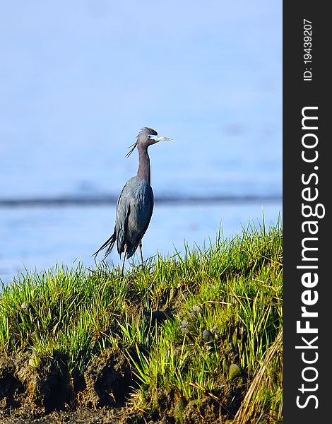 Little Blue Heron