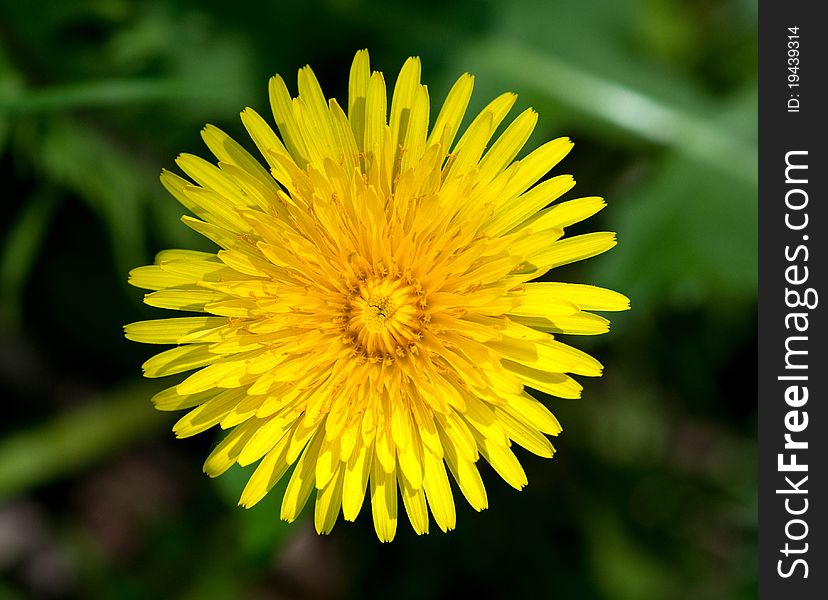 Top View Of Yellow Dandelion Flower