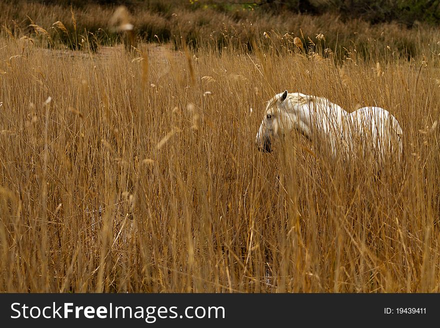 Camargue White Horse in the wetland