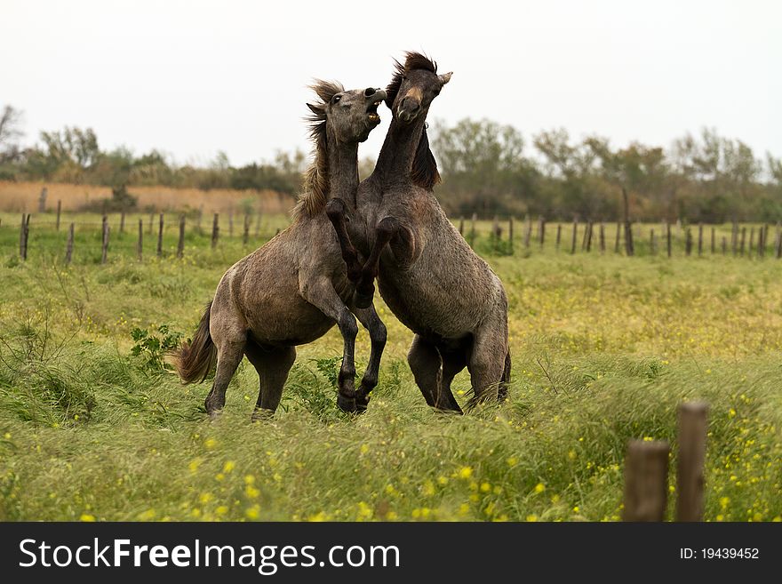 Camargue Young Horses