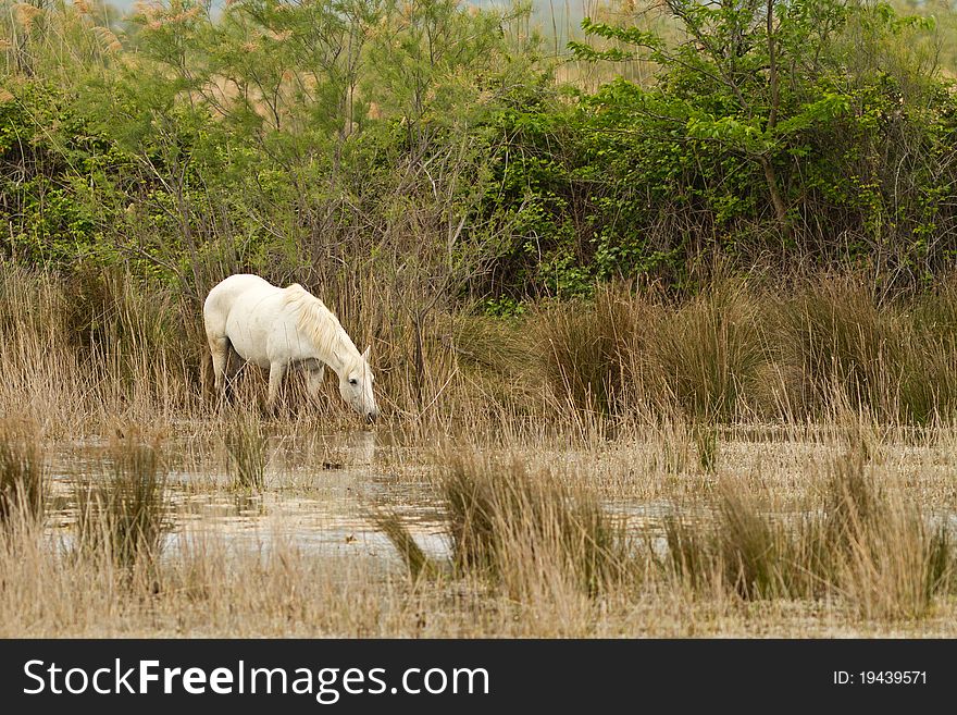 Camargue White Horse in the wetland