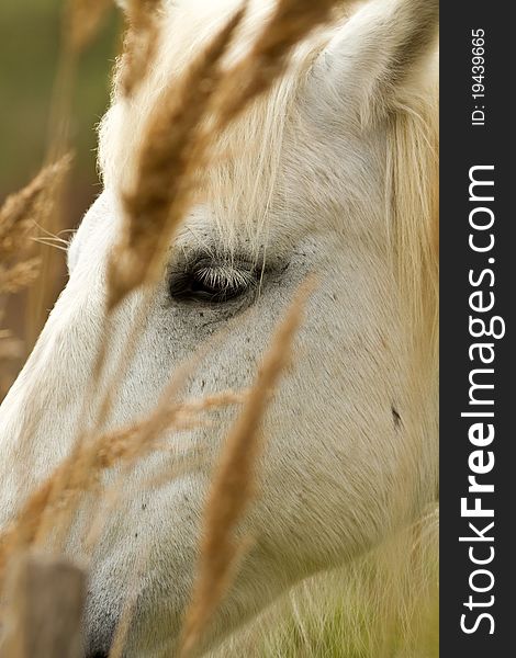 Camargue White Horse in the wetland