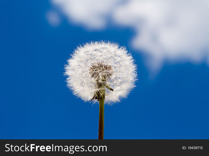 The dandelion on sky background. This is summer theme.