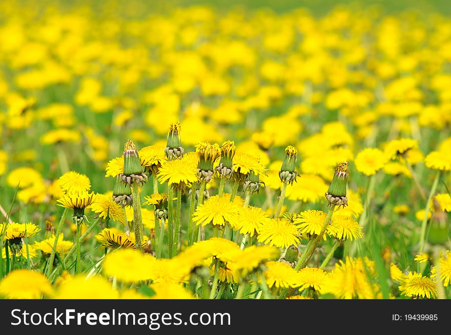 Bunch of dandelions on a meadow