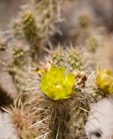 Wolf�s Cholla Cactus Flower Royalty Free Stock Images