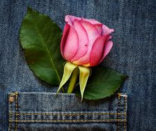 Rose In The Pocket Stock Photography Rose In The Pocket Stock Photography