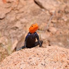 Orange Headed Agama Royalty Free Stock Images Orange Headed Agama Royalty Free Stock Images