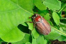 Chafer Beetle Royalty Free Stock Photos Chafer Beetle Royalty Free Stock Photos