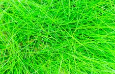 Abstract Background Of The Green Grass Stock Photography Abstract Background Of The Green Grass Stock Photography