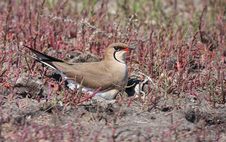 Collared Pratincole Royalty Free Stock Photos Collared Pratincole Royalty Free Stock Photos
