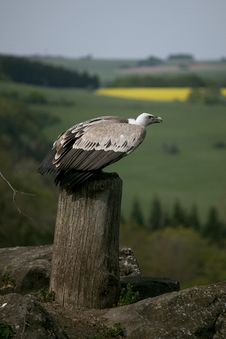 Sitting Griffon Vulture Stock Images Sitting Griffon Vulture Stock Images