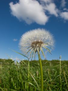 Dandelion Parachutes Stock Photo Dandelion Parachutes Stock Photo
