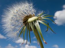 Dandelion Parachutes Stock Photos Dandelion Parachutes Stock Photos