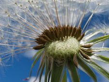 Dandelion Parachutes Royalty Free Stock Photo Dandelion Parachutes Royalty Free Stock Photo
