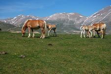 Free Horses Royalty Free Stock Photography Free Horses Royalty Free Stock Photography