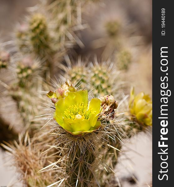 Wolf�s cholla cactus in bloom in the californian desert. Wolf�s cholla cactus in bloom in the californian desert