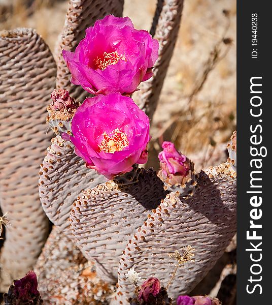 Beavertail cactus in the californian desert