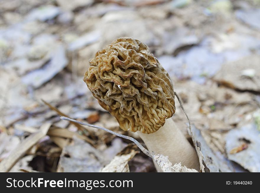 Morel mushroom in spring forest