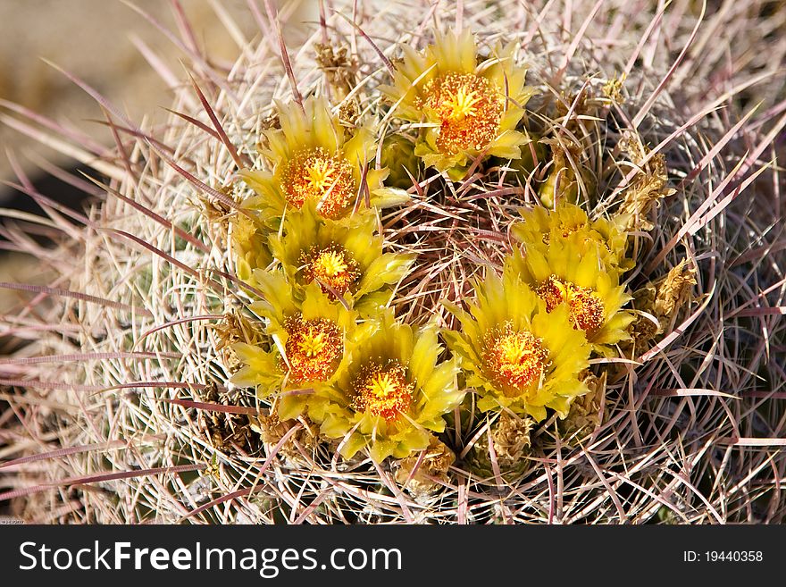 Barrel Cactus In Bloom