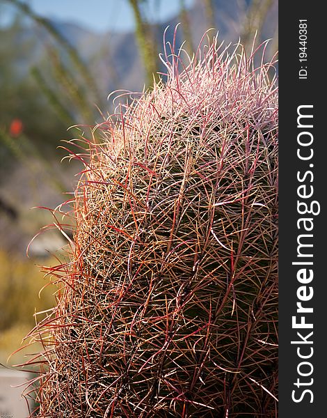 Fishhook cactus in the californian desert