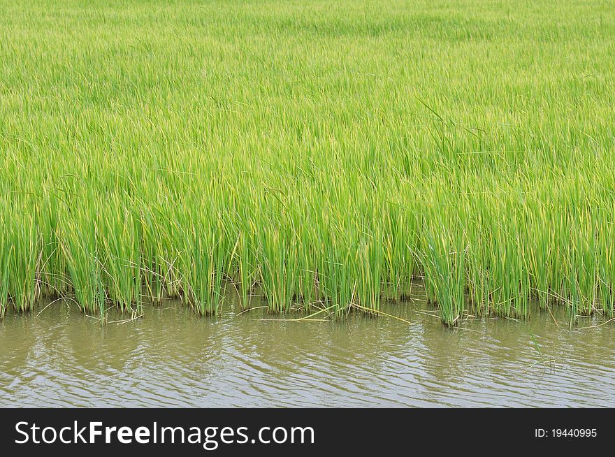 Rice field in northeast of Thailand.