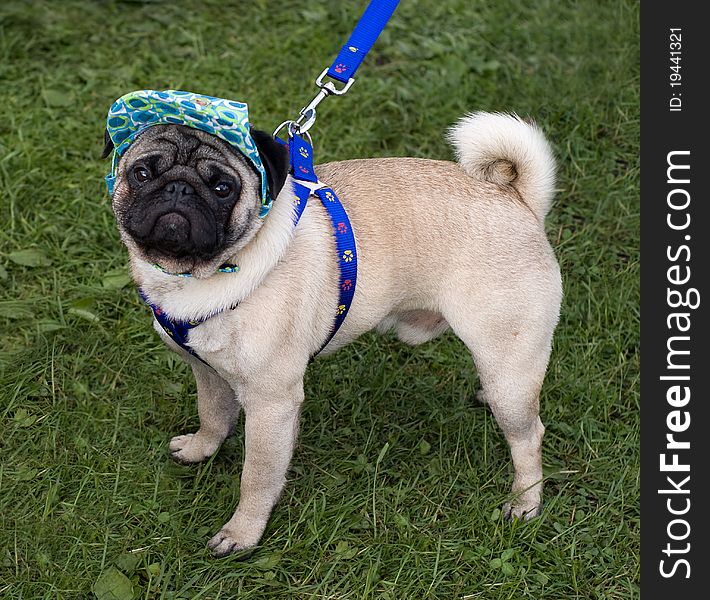 Pug with a cap and blue collar on the green grass