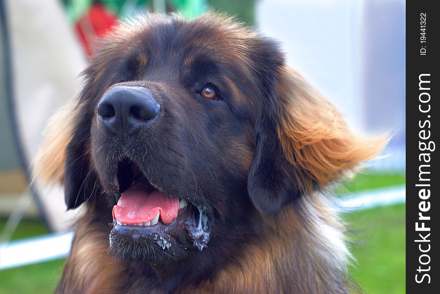 Shaggy dog on a blurred background