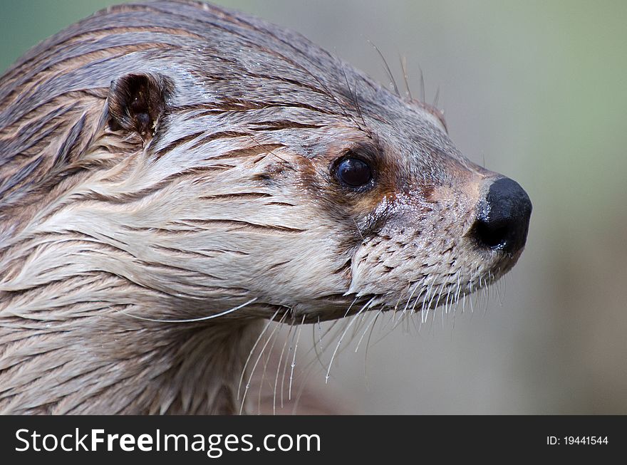 Otter close up