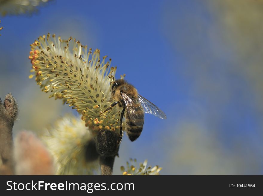 Photo of the bee on a flower