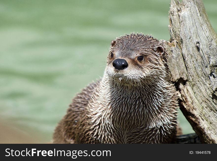 Curious otter taking some sun on a nice summer day after a bath. Curious otter taking some sun on a nice summer day after a bath