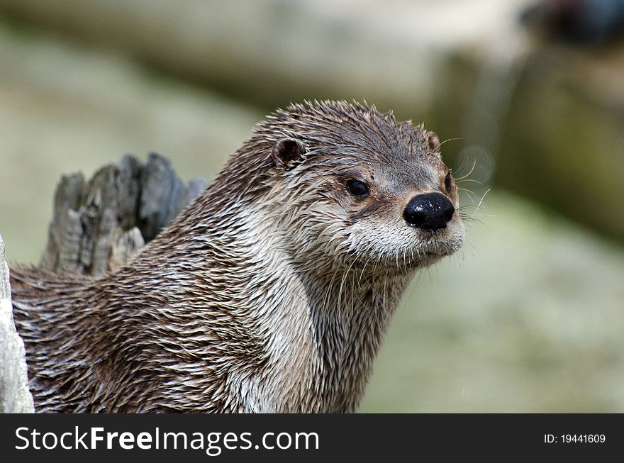 Otter Close Up