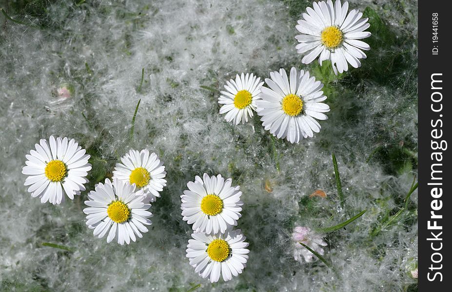 Daisy flowers and white pollen