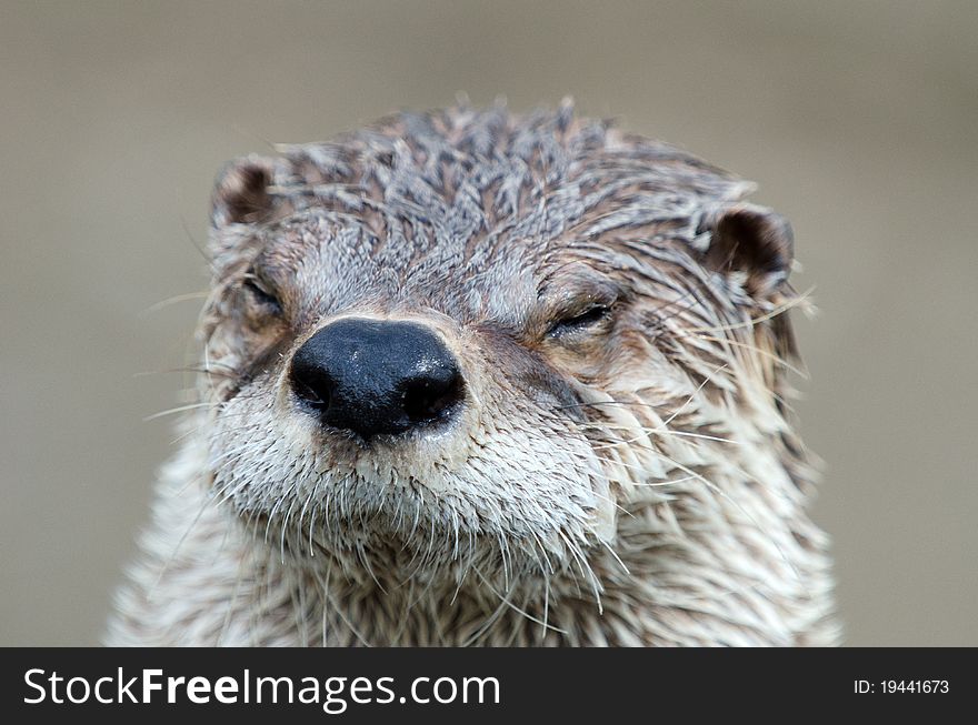 Otter Close Up