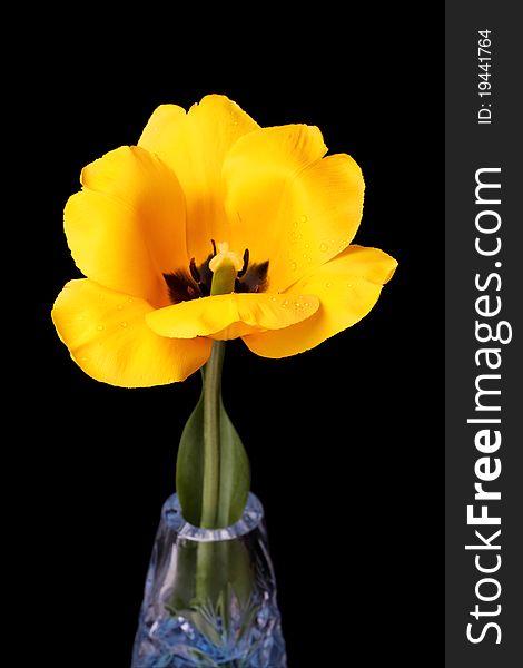 Yellow tulip in a vase isolated on black background. Series of different tulips