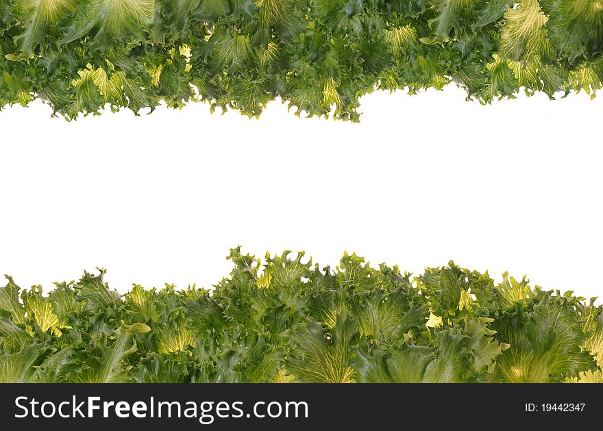 Fresh organic green vegetable leaf on white background for copy space