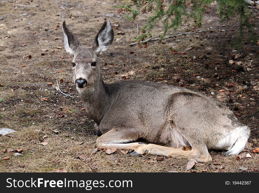 White Tailed Deer in Banff National Park