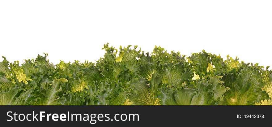 Fresh Organic Green Vegetable Leaf On White