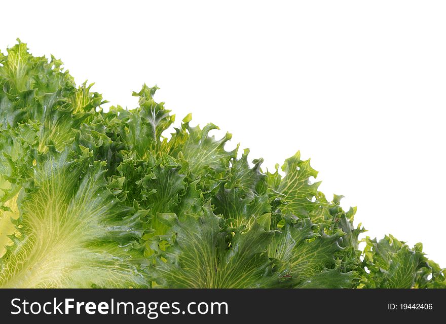 Fresh organic green vegetable leaf on white background for copy space