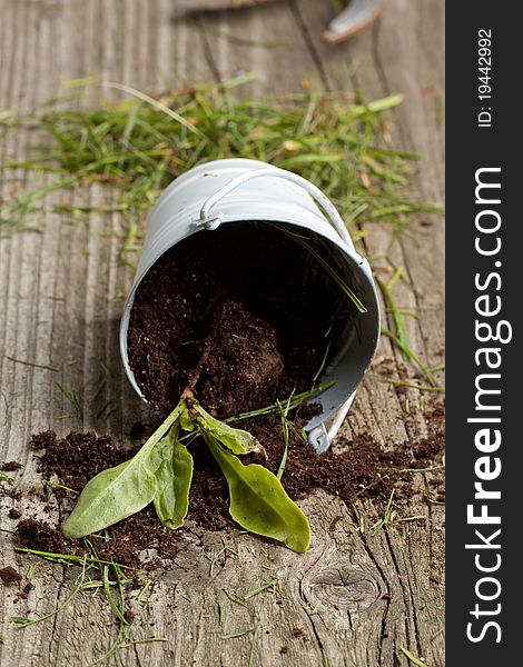 Young seedling growing in a soil from metall pail. Young seedling growing in a soil from metall pail