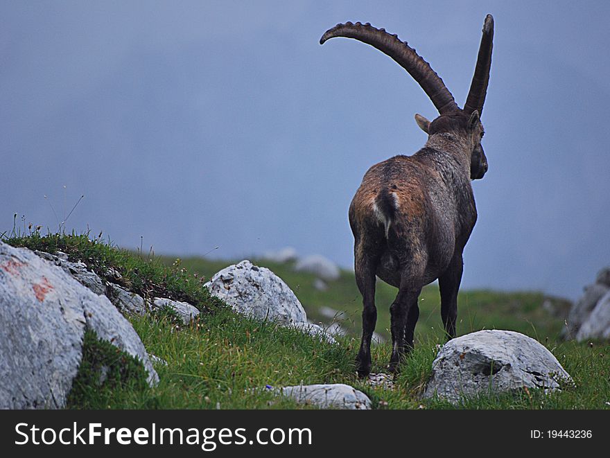 Ibex alone in the Dolomites mountains, Cadore, Italy