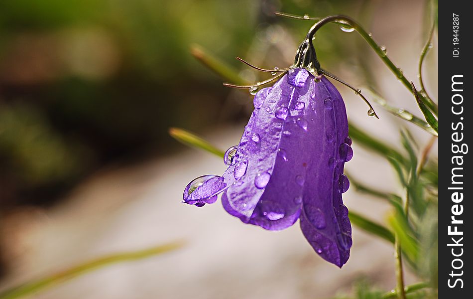 Big water drops on a flower after a summer storm, Dolomites, Italy. Big water drops on a flower after a summer storm, Dolomites, Italy